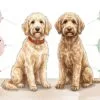 Two goldendoodles side by side, one with a loosely wavy coat and one with a tight curly coat