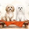 A cream and tan havanese and a white maltese sitting side by side on a low bench