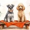 A salt and pepper miniature schnauzer and an apricot miniature poodle sitting side by side on a low bench